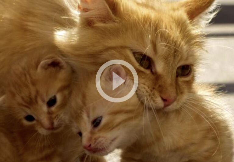 Homeless mama cat brings her sick kitten to a hospital in Turkey LoveCATS World