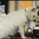 Rosie, 25 oldest pub cat