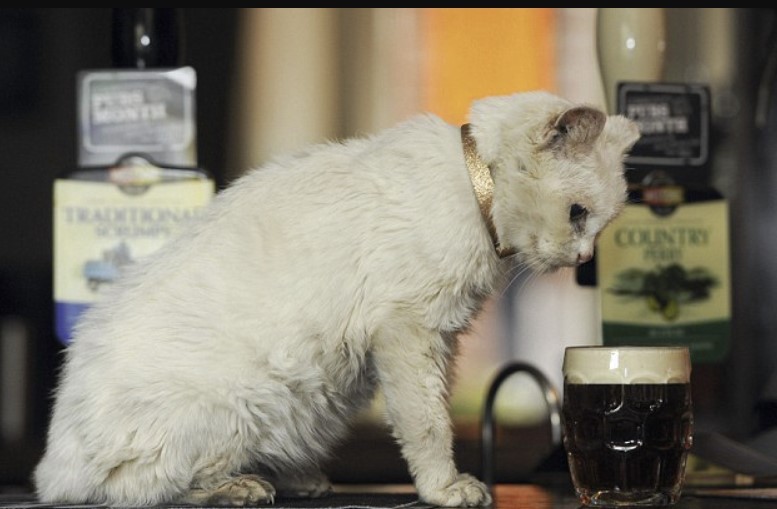 Rosie, 25 oldest pub cat