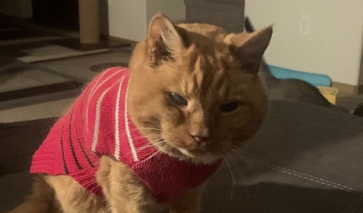 26-Year-Old Samm to become Guinness’ Oldest Living Cat