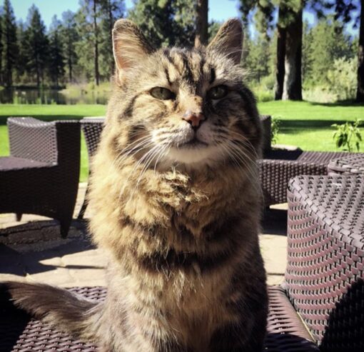 26-Year-Old 'Corduroy' Crowned World's Oldest Living Cat