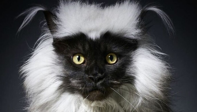 Richie, The Maine Coon Cat Gone Viral On Social Media