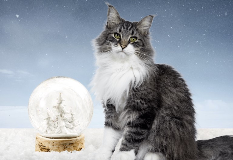 Snow globes can be highly toxic and even deadly for cats