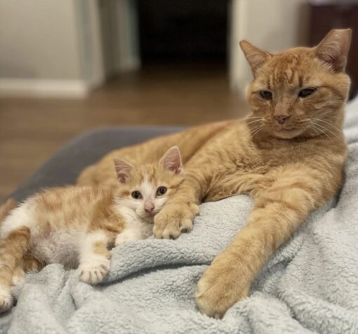Pickles and Garfield share a very special bond