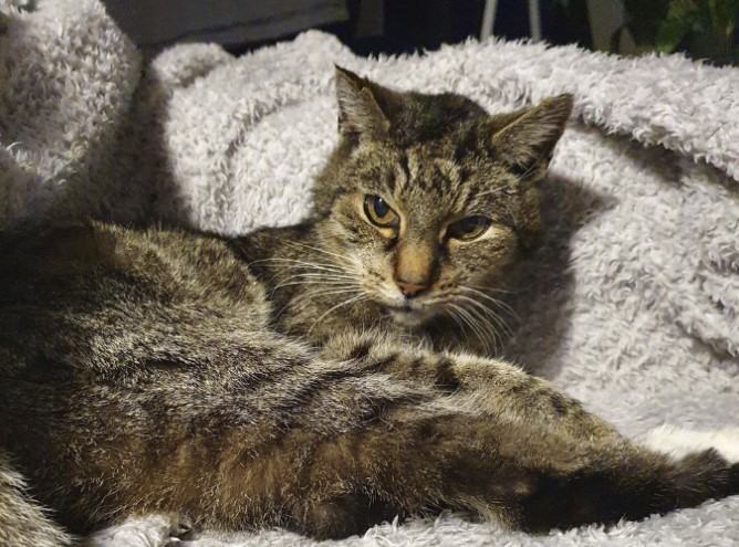 Oscar was surrendered to the shelter when his owner had to go to a nursing home.