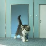 Some of the best and most hilarious cat commercials