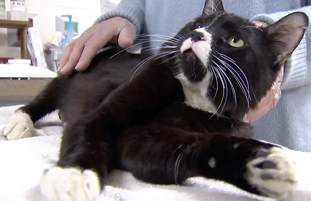 Tuxedo kitty found Injured and abandoned inside a carrier at rest stop