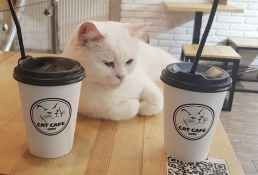 Ukraine’s cat cafe still open; owners refuse to leave