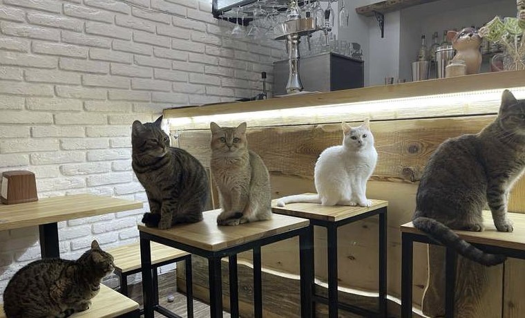 Ukrainian Cat Café owners refuse to leave their 20 cats behind