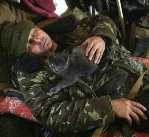 Ukrainian soldiers blessed with the love of stray cats