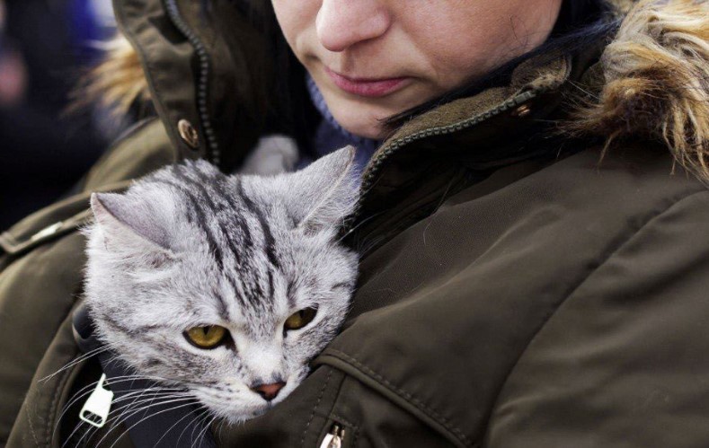 Ukrainians with their cats flee to neighboring countries seeking safety (3)