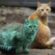 The surreal green cat of Bulgaria