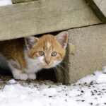 Ukrainian teacher teaches children how to help homeless cats