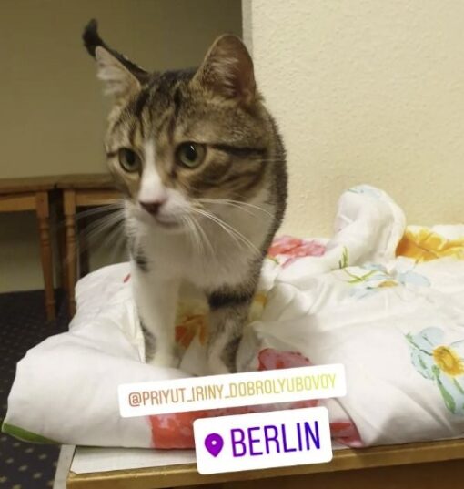 40 Ukrainian shelter cats are find forever homes in Germany