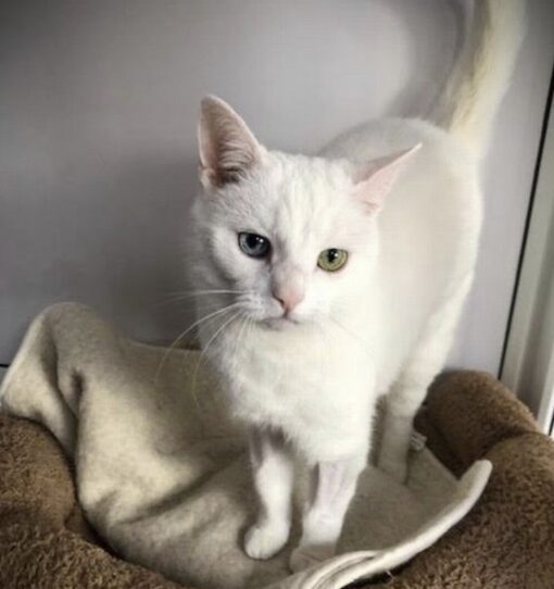 Penny, deaf and heartbroken, says farewell to her elderly owner