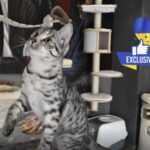 Pizza restaurant turned into a rehab centre for distressed Ukrainian cats