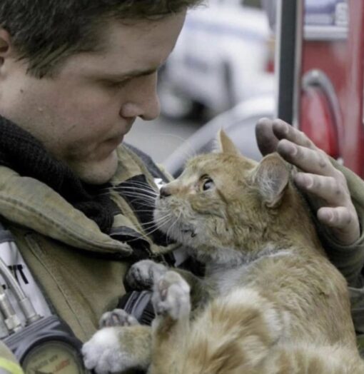 Can’t be a fireman without saving a cat