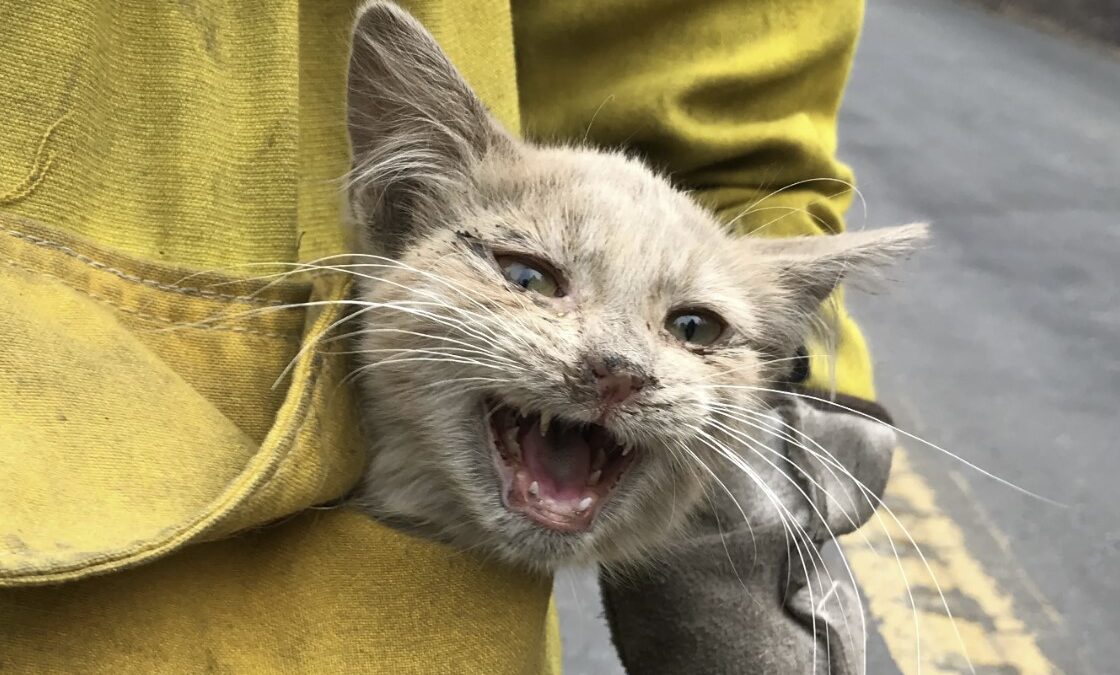 Can’t be a fireman without saving a cat