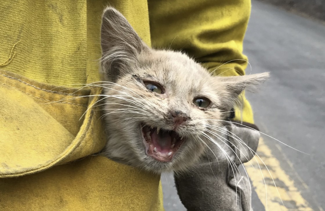 Can’t be a fireman without saving a cat