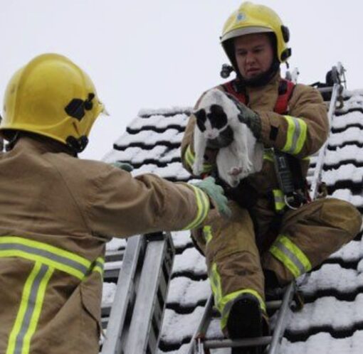 Can’t be a fireman without saving a cat