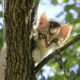 Private tree service rescued a cat emergency services refuse to help