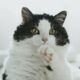 California considers banning the declawing of cats