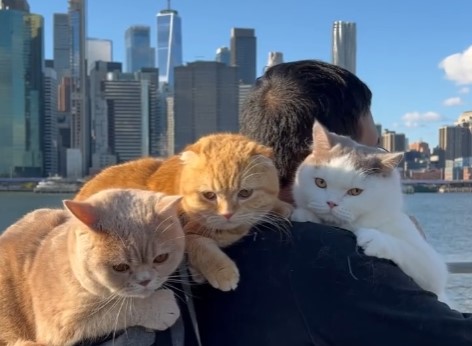 Cat dad travels the world with his three cats on his shoulders!