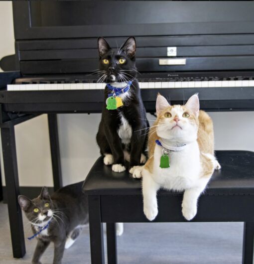 Billy Joel's music inspires the design of two amazing catrooms for rescue kitties