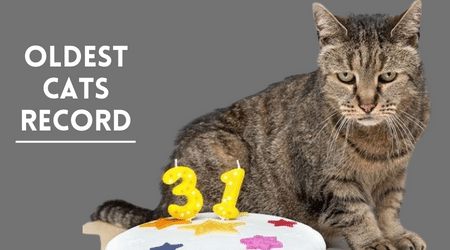 OLDEST CATS RECORD
