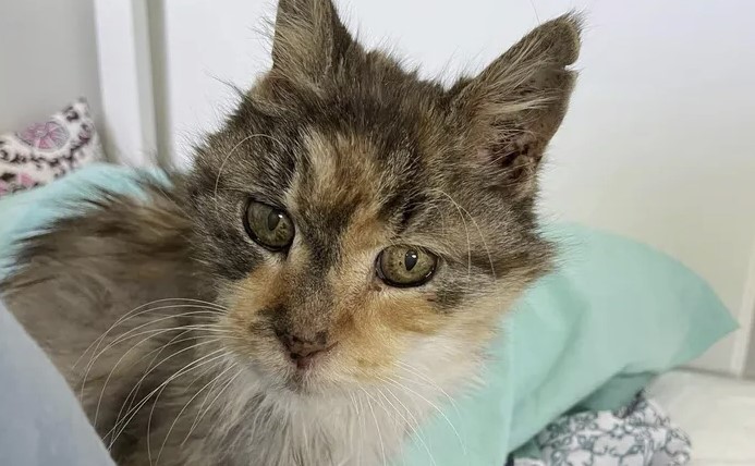 At 22 years old, Thelma was surrendered to a shelter