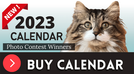 Buy 2023 Calendar