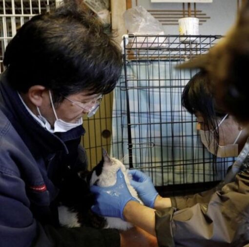 Sakae Kato, the heroic cat rescuer of Fukushima