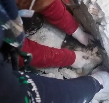  Local animal rescue organizations are working to save animals devastated by the horrific 7.9 earthquake in Turkey and Syria