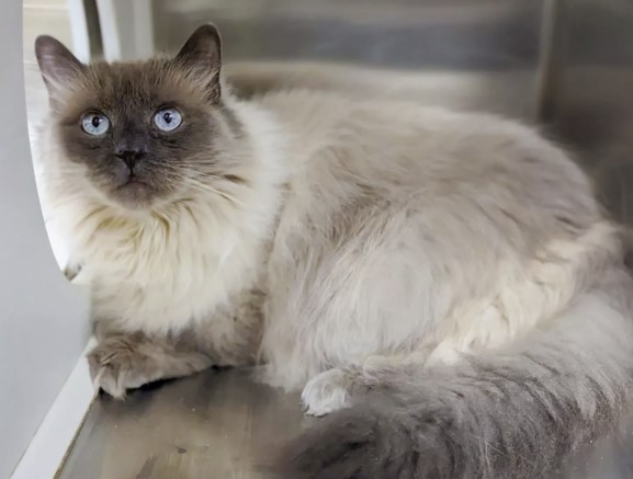 Owners want their senior cat euthanized for peeing outside the litter box