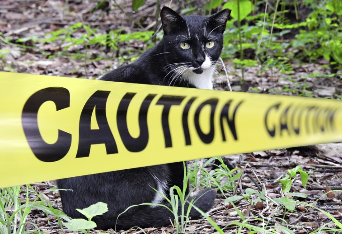 A children’s cat-killing competition offers £124 to the child who killed the most cats