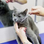 Cat dies at grooming parlour after suffering a heart attack