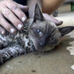 Cats lost in deadly wildfires of Maui