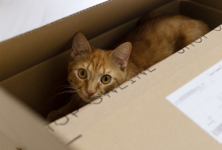 Galena travelled in an Amazon box for six days! | LoveCATS World