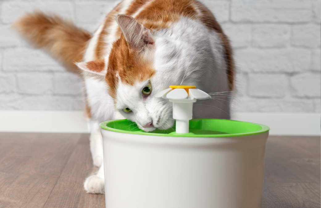 Tips to Increase Your Cat’s Water Intake