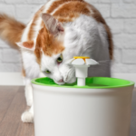 Tips to Increase Your Cat’s Water Intake