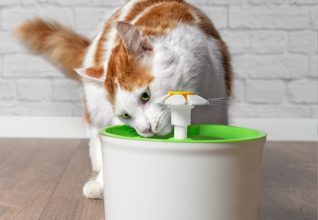 Tips to Increase Your Cat’s Water Intake