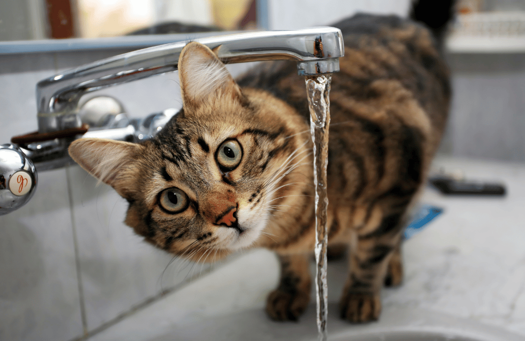 Does your cat drink enough water?