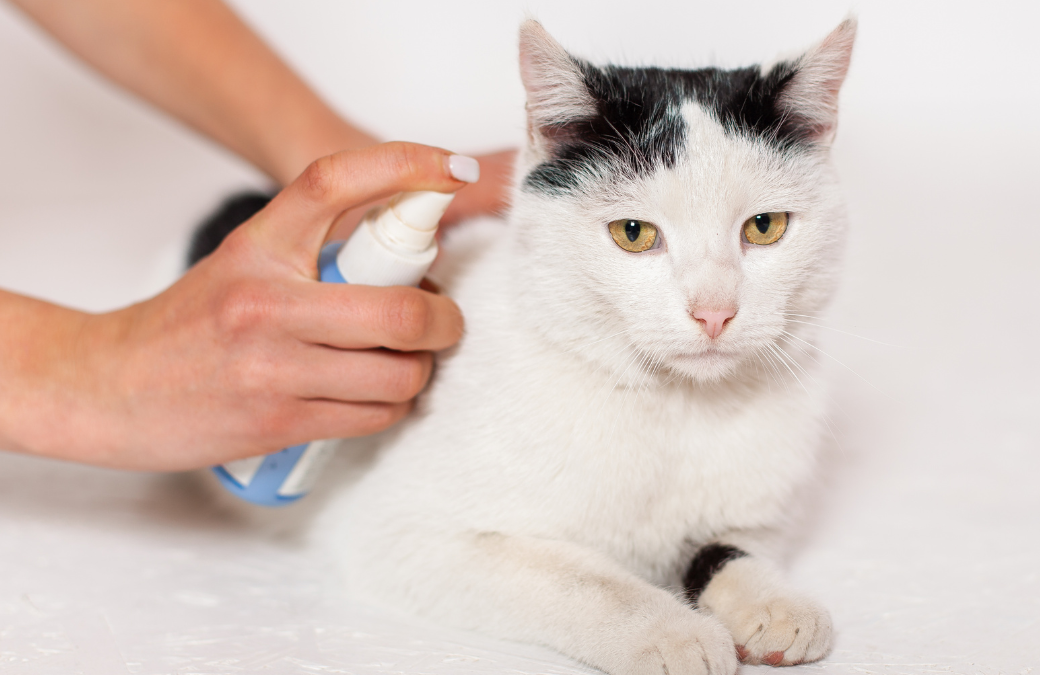 Make a 100% Natural anti-flea spray for your cat