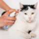 Make a 100% Natural anti-flea spray for your cat