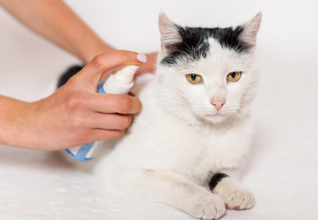 Make a 100% Natural anti-flea spray for your cat