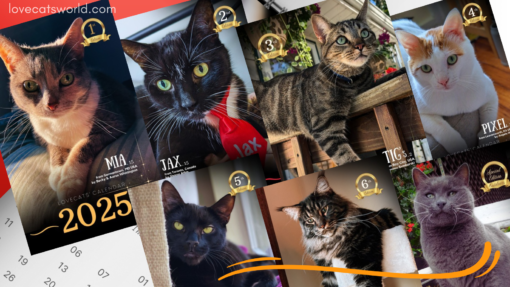 FB-COVER-LOVECATS-SELL-510x287.png